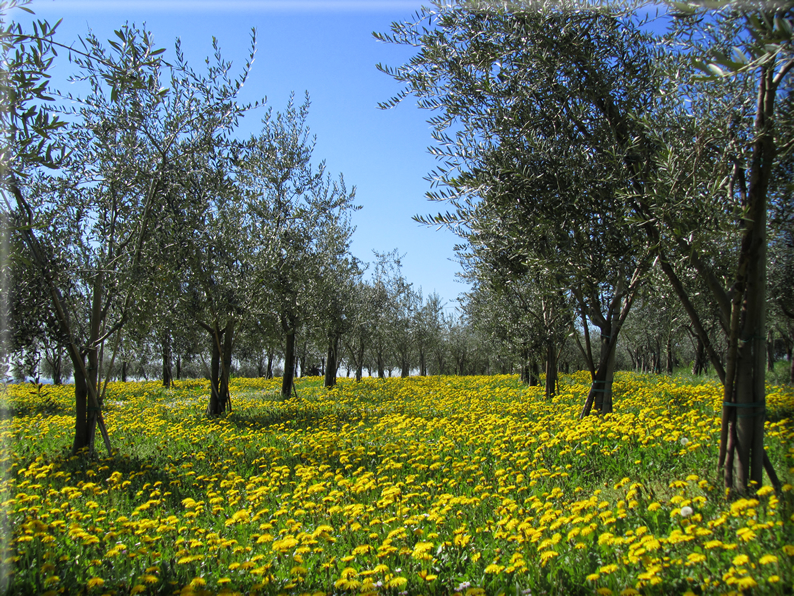 foto Paesaggi Collinari in Primavera